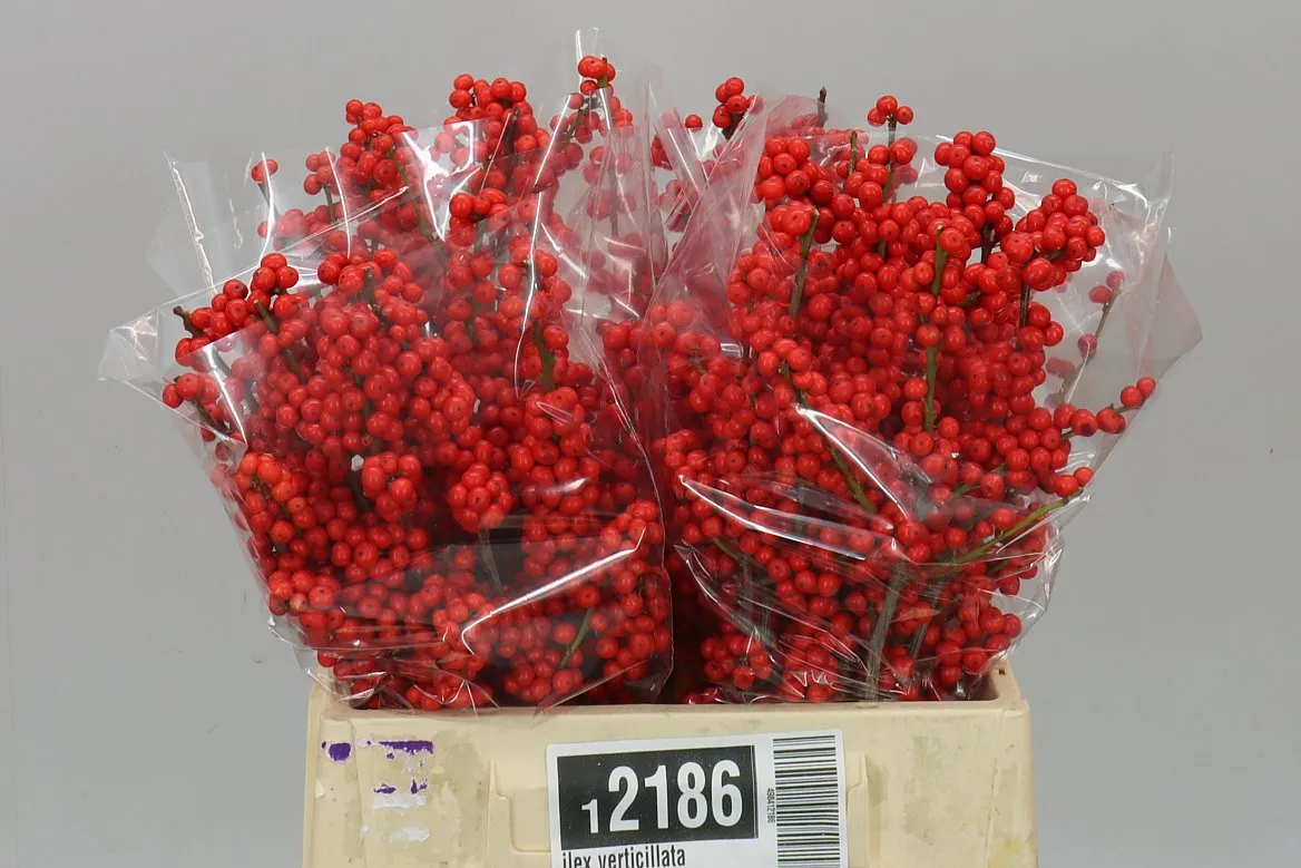 Ilex Verticillata • 40 cm