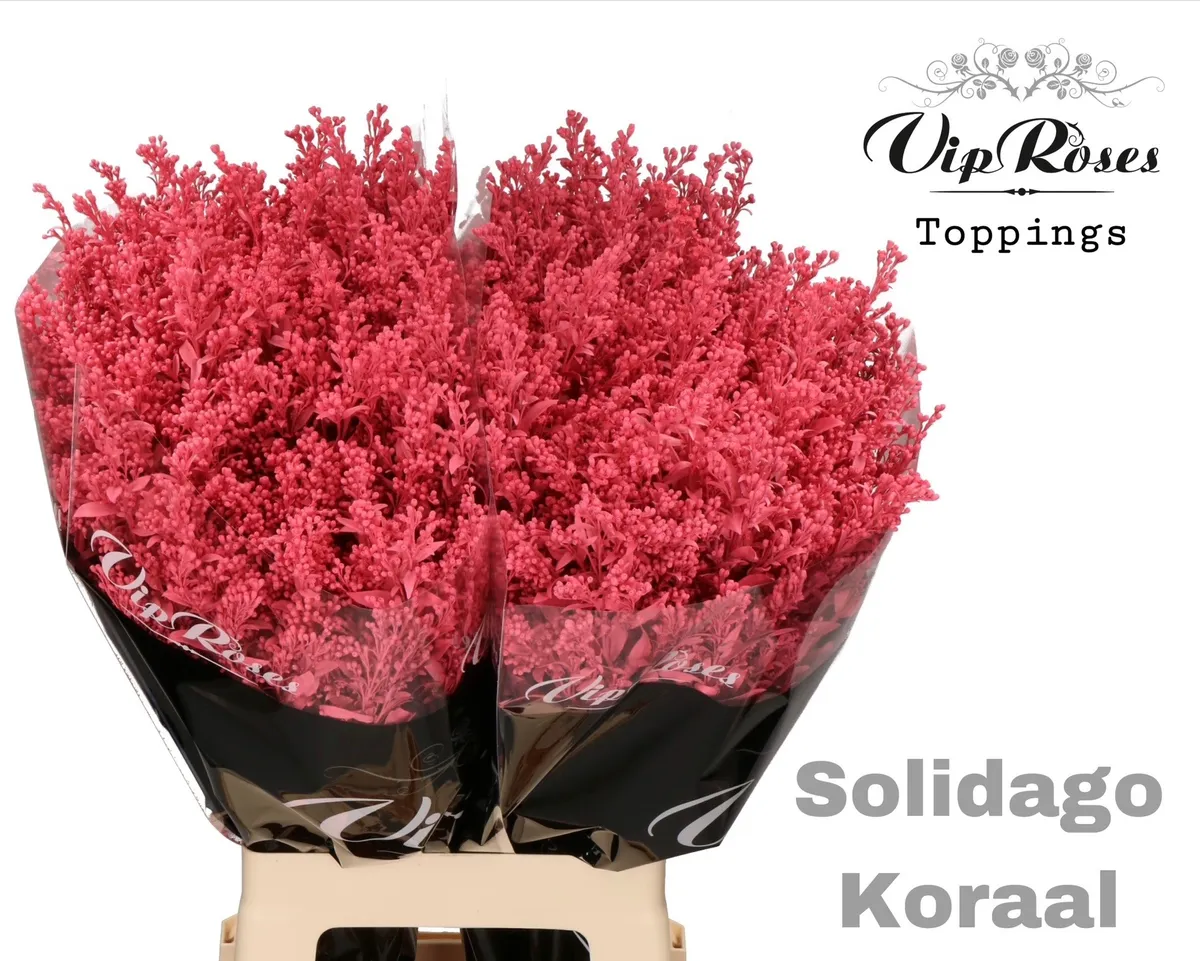 Solidago Koraal • 70 cm