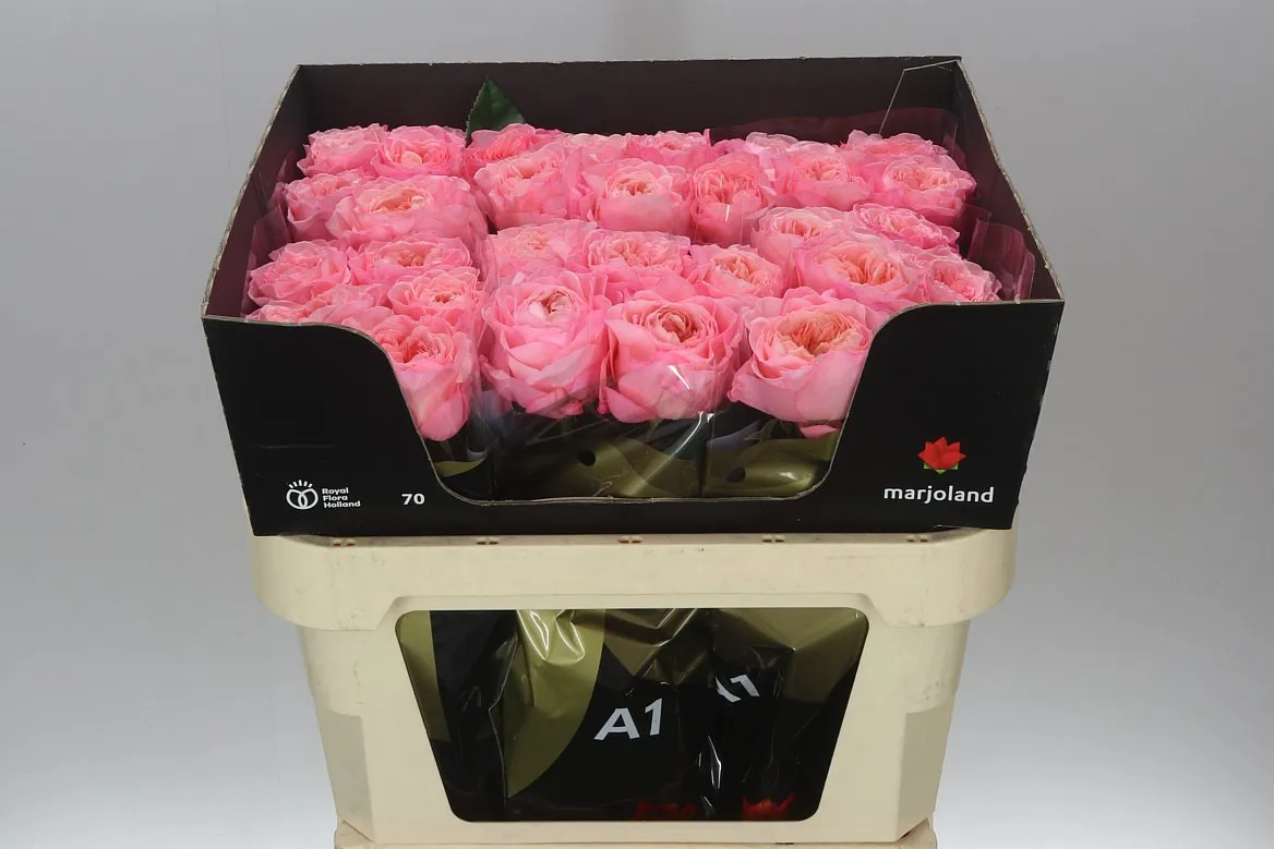 Rosa Gar Mayfield! • 70 cm