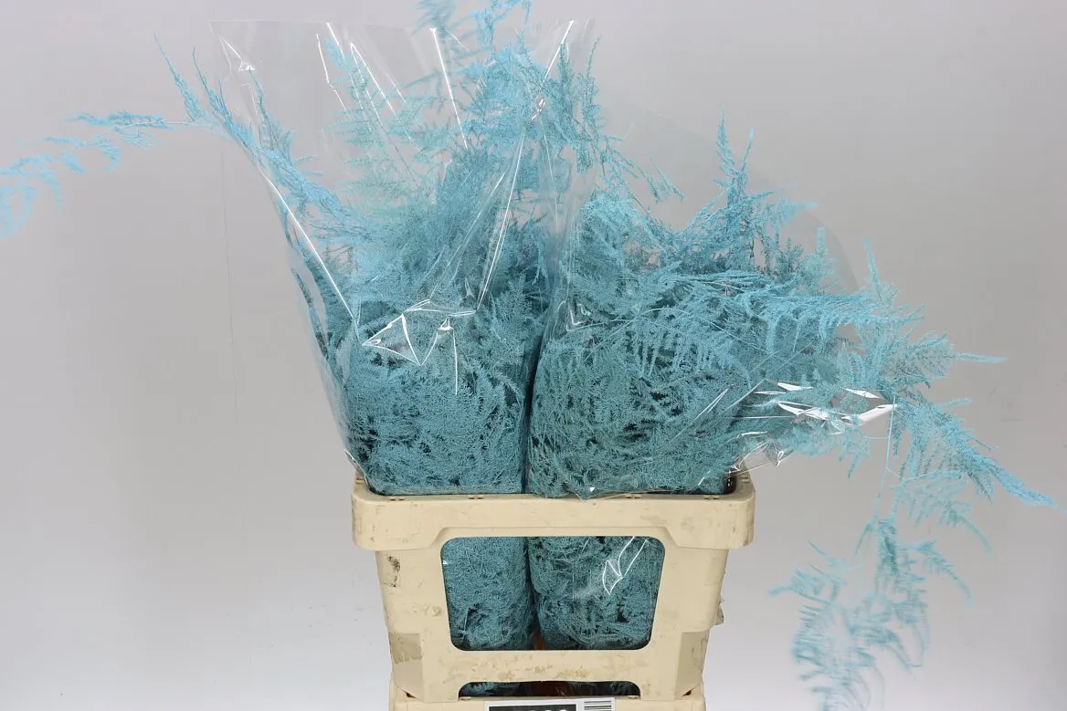 Asparágus Extra Veren Light Blue • 65 cm