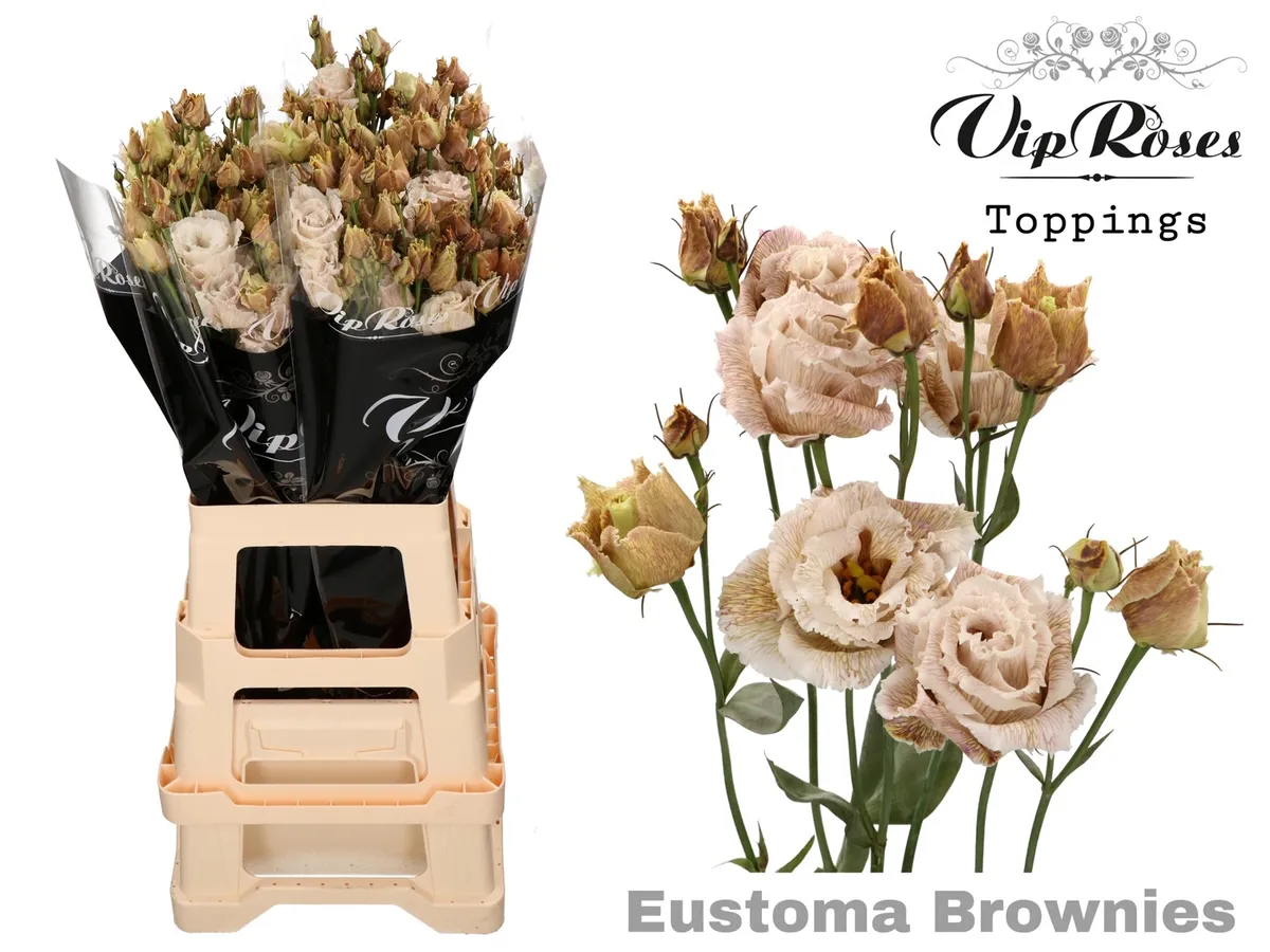 Eustóma plnokvetá Alissa Brownies • 70 cm