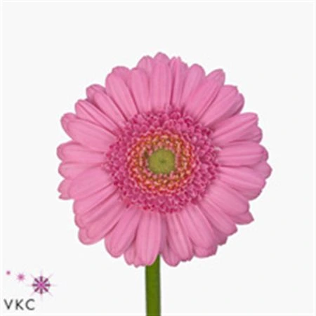 Germini Aqua ostatné Pink X80 • 50 cm