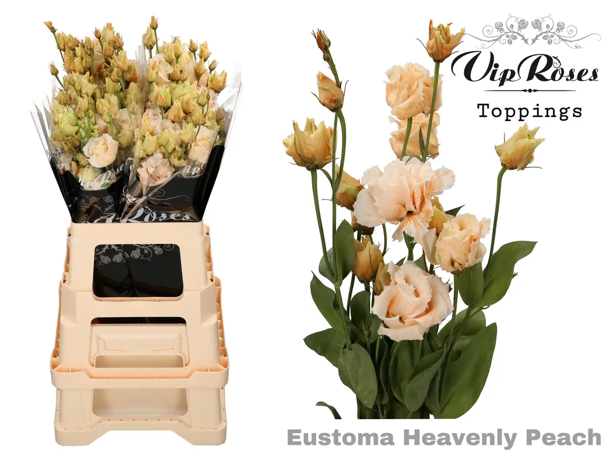 Eust G Alissa Heavenly Peach • 75 cm