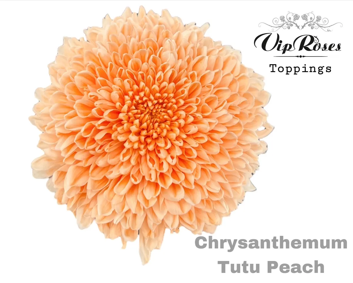 Chryzantéma veľkokvetá Tutu Peach • 70 cm