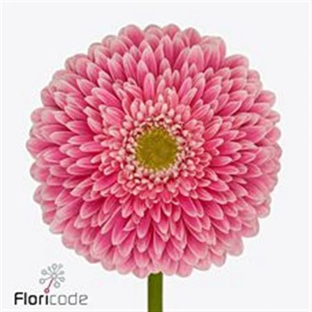 Gerbera Pomp Power Ball • 45 cm