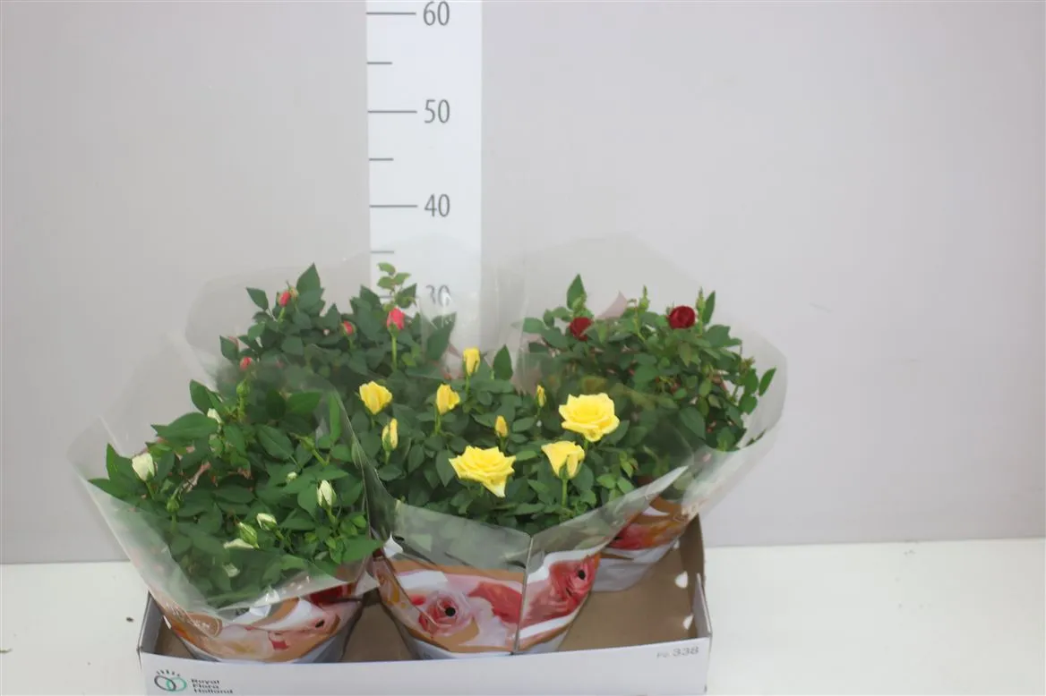 Rosa Favourite Gemengd • črepník 20 cm