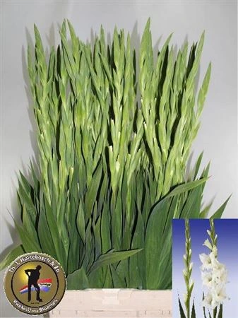 Gladiola Serena 110cm • 110 cm
