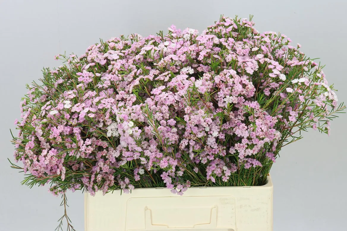 Chamelaucium Dancing Queen • 60 cm