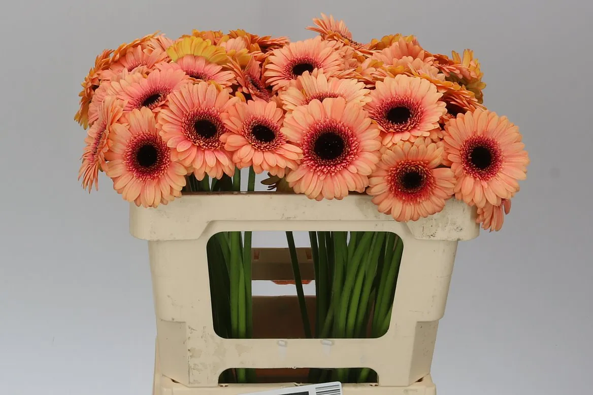 Germini Aqua Dusty • 50 cm