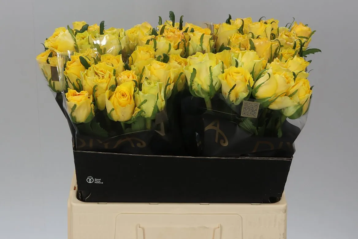 Ruža Golden Smile • 60 cm