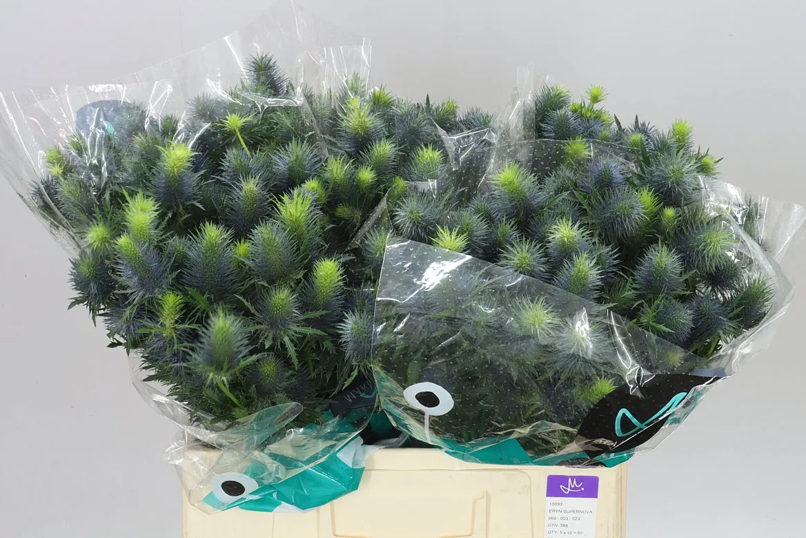 Eryngium Supernova • 60 cm