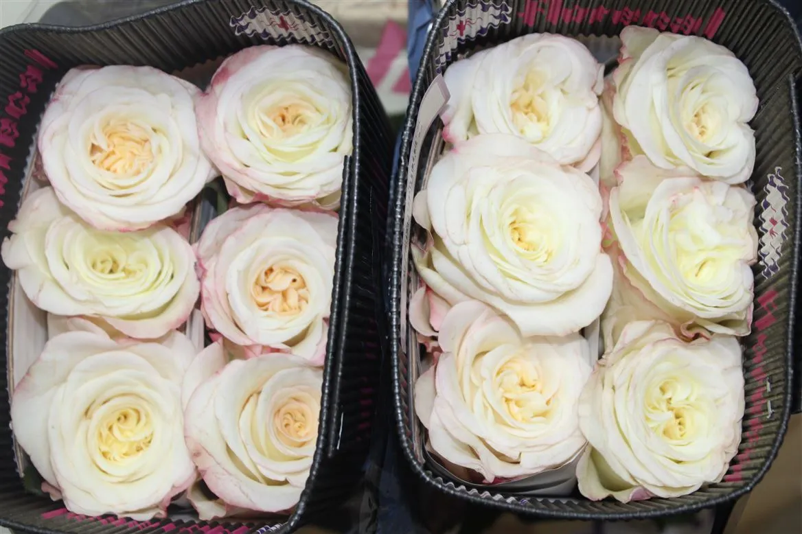 Rosa Gr Ec Ashley White • 50 cm