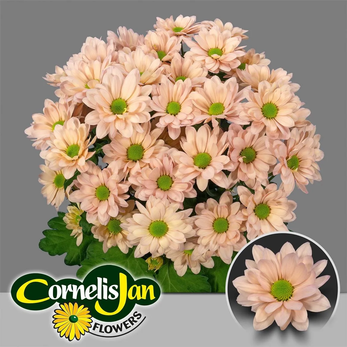 Chr T Resq Peach • 70 cm