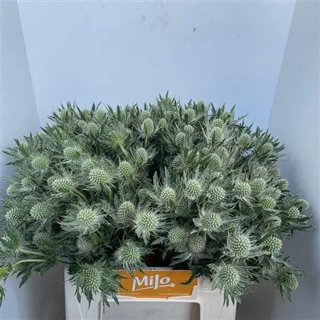 Eryngium Whit Lagoon • 50 cm