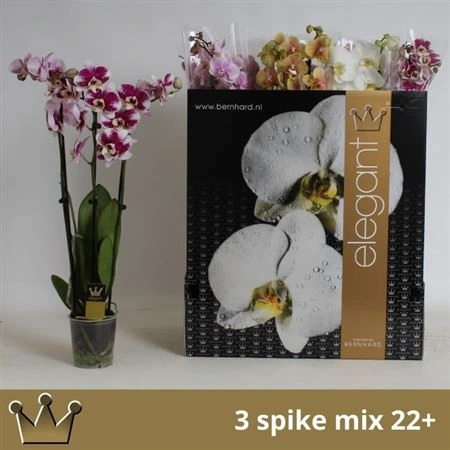 Orchidea Phalaenopsis mix, 3 výhony • črepník 12 cm