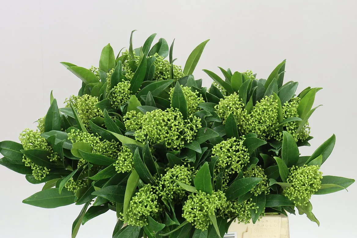 Skimmia Kew Green • 45 cm