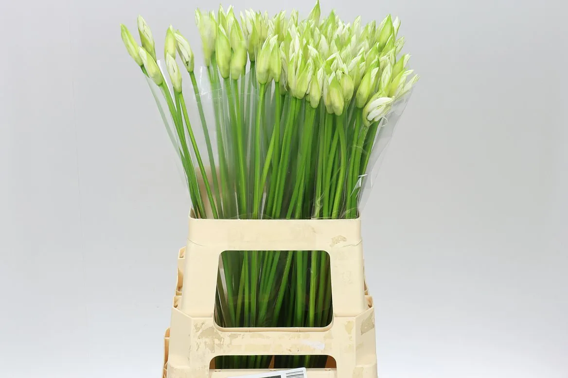 Nerine Bo Bianca Perla • 65 cm
