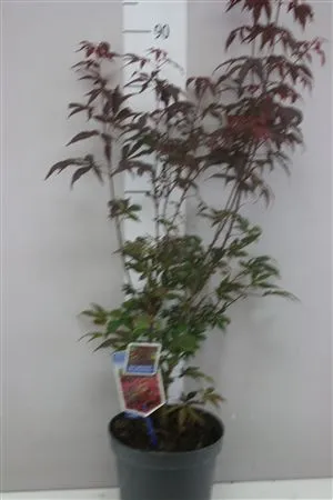 Acer Pa Atropurpureum • črepník 23 cm
