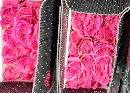 Rosa Tr Ec Ivy Rose • 50 cm