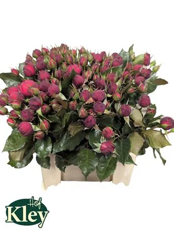 Rosa Tr Freiland Red Piano • 60 cm