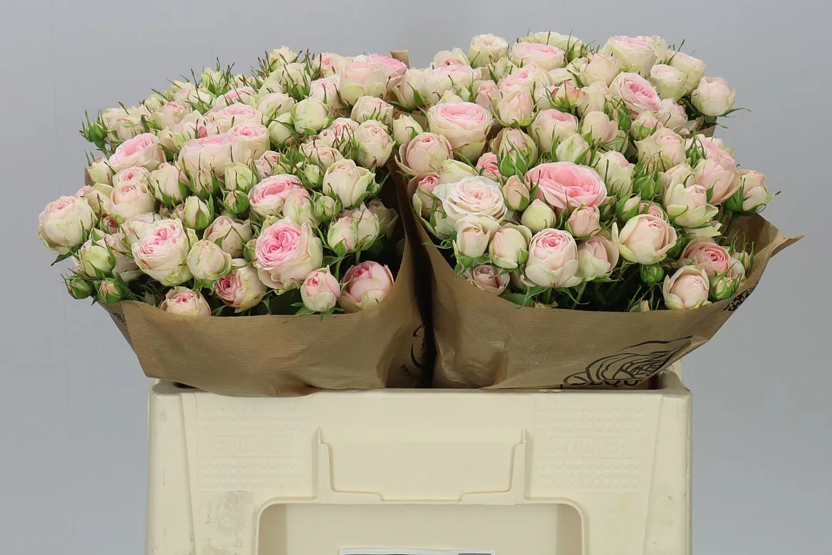 Rosa Tr Grandmas Katy • 50 cm