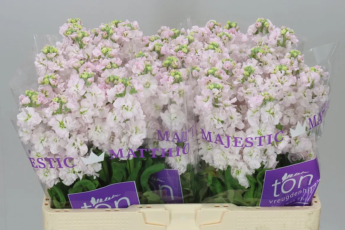 Matthiola Silver • 55 cm