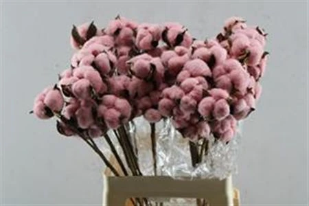 Katoen Pink, sušené • 70 cm