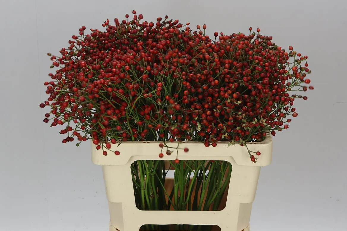 Rozenbottel Mag Red Cascade • 60 cm