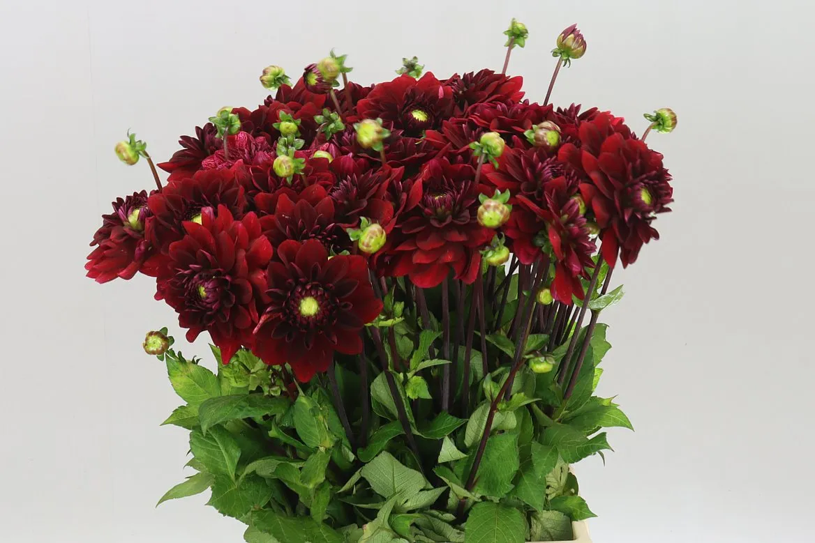 Dahlia Red Runner • 57 cm