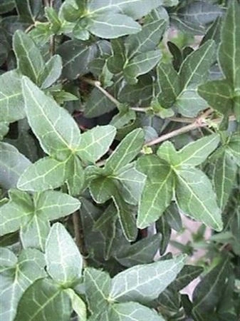 Brečtan Shamrock • črepník 13 cm