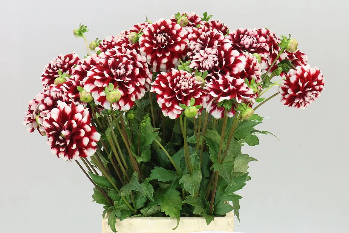 Dahlia Checkers • 50 cm