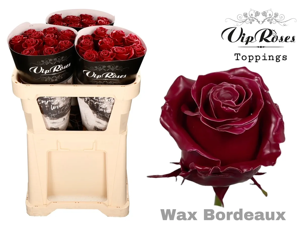 Ruža Wax Bordeaux X30 998 • 70 cm