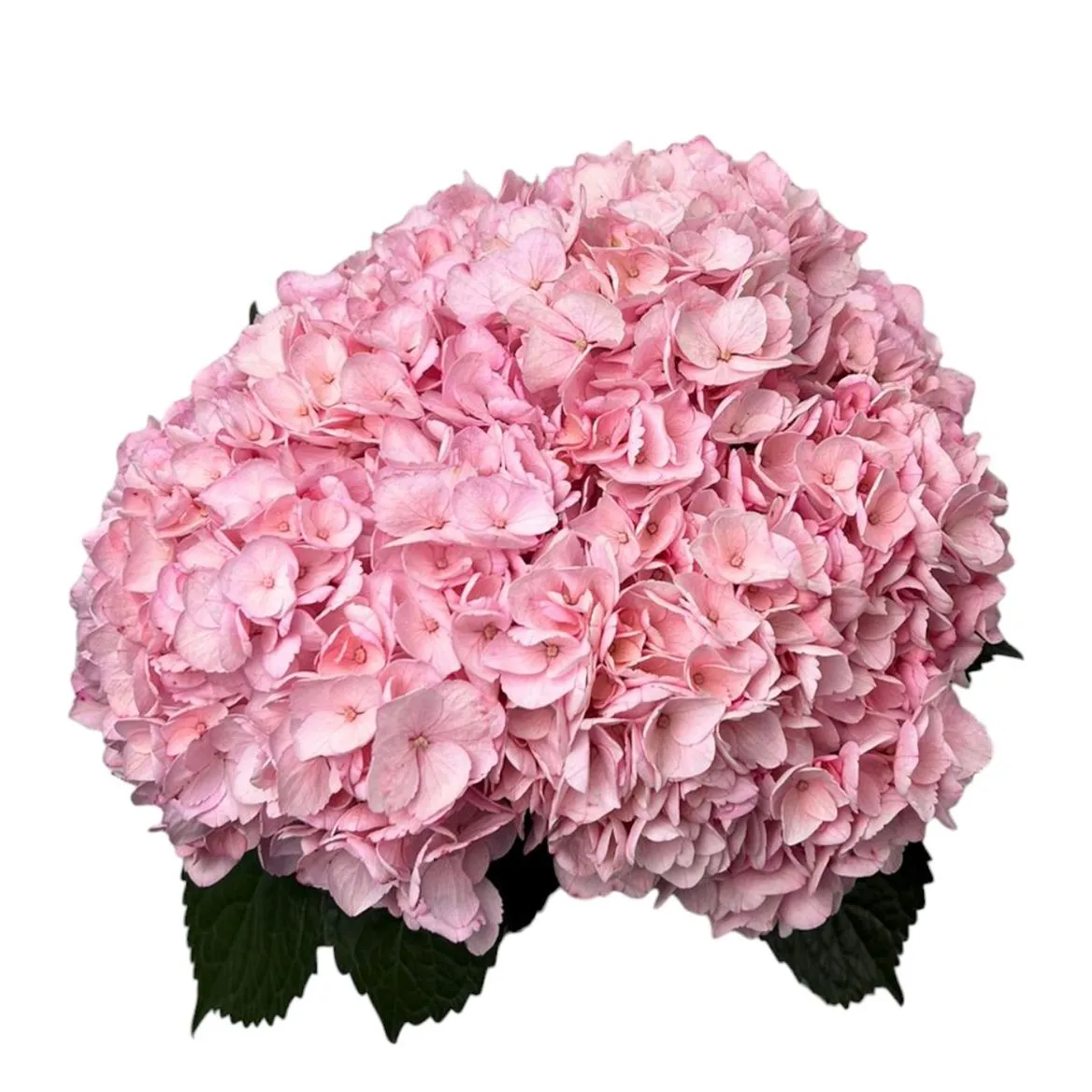 Hyd . Pink Pale Abs. Box • 65 cm