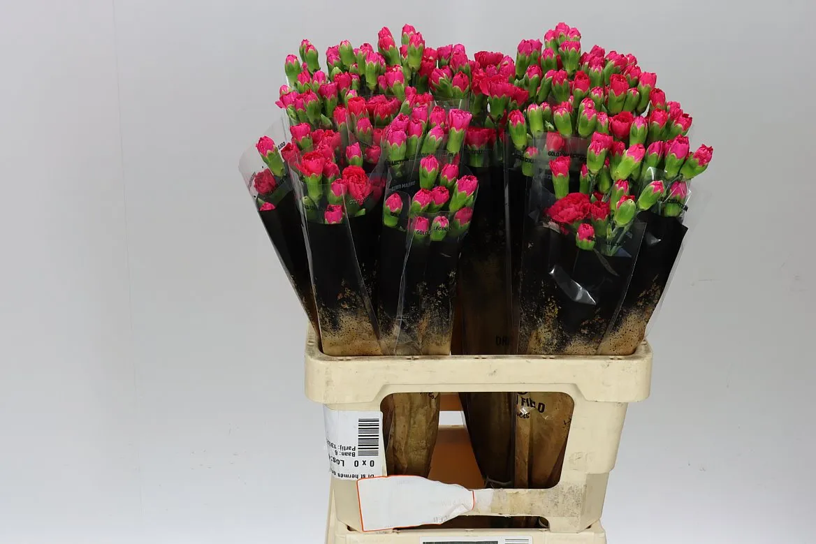 Di Tr Cerise • 60 cm