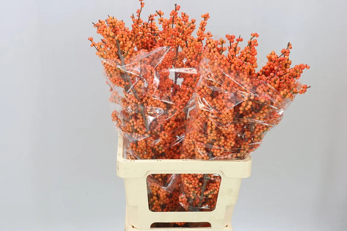 Ilex Winter Gold • 70 cm