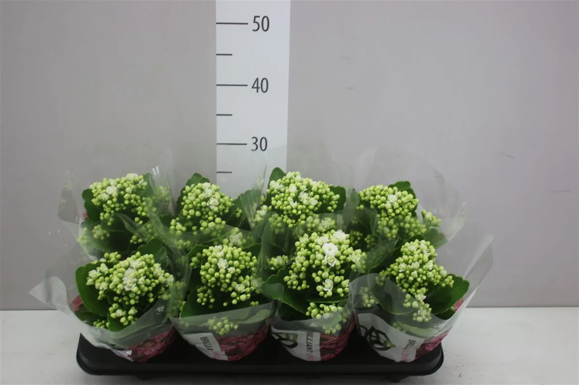 Kalanchoe Calandiva Wit • črepník 12 cm