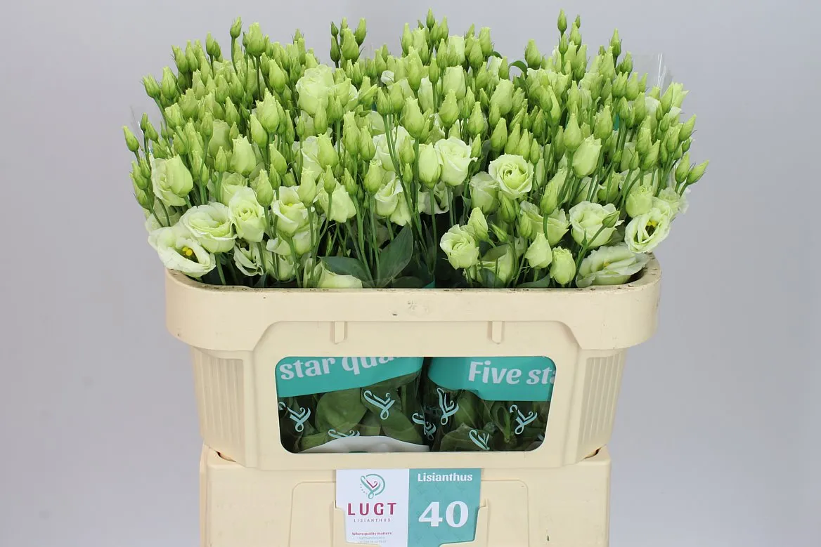 Eustóma plnokvetá Rosita Green X60 • 72 cm