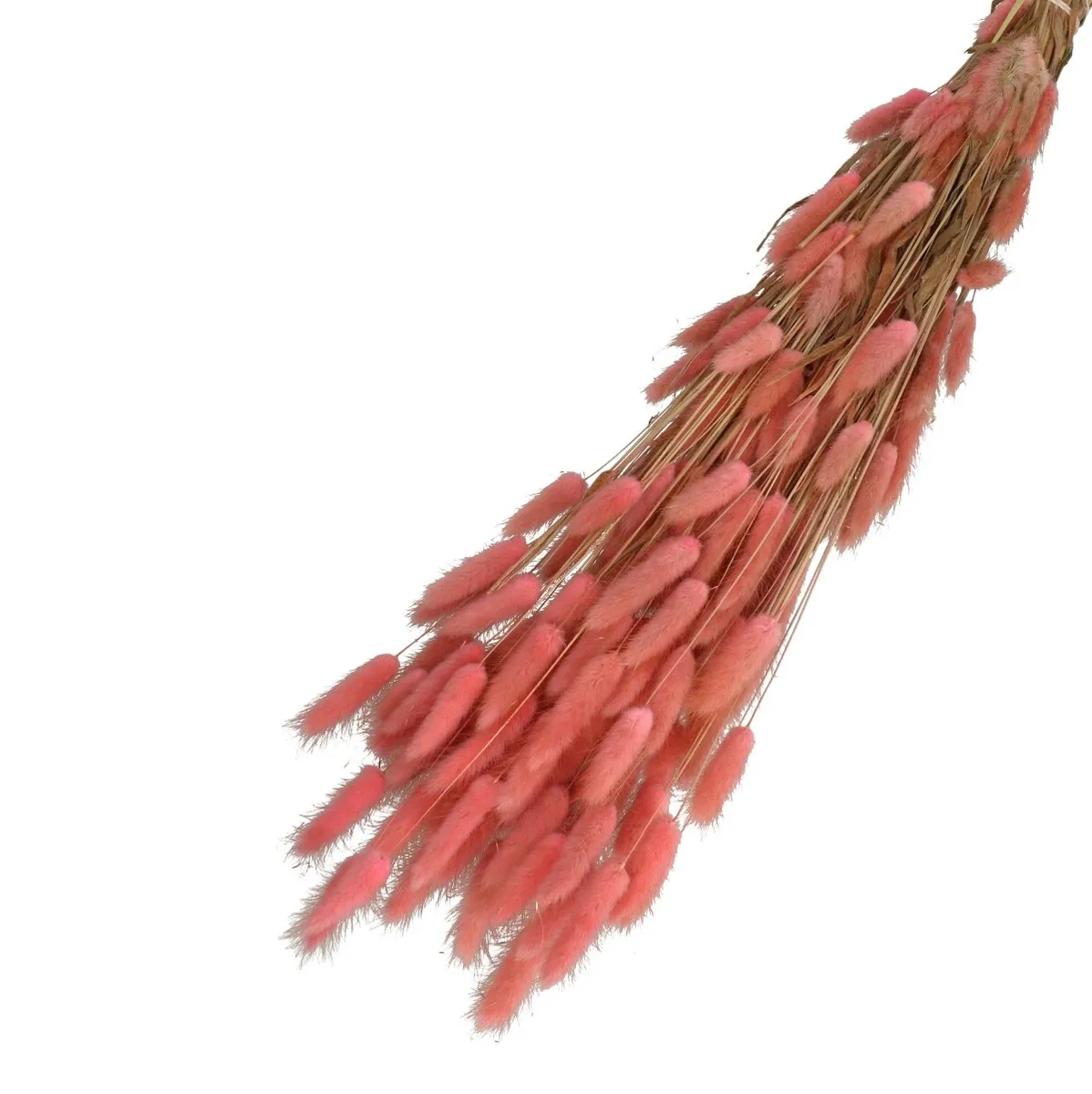 Sušený zajačí chvost ružový 65 cm, 100 g
