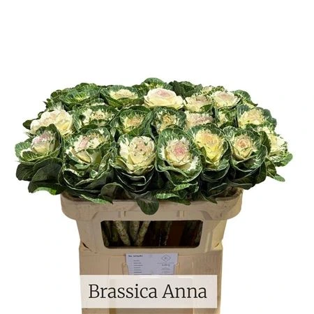 Okrasná kapusta Anna • 70 cm