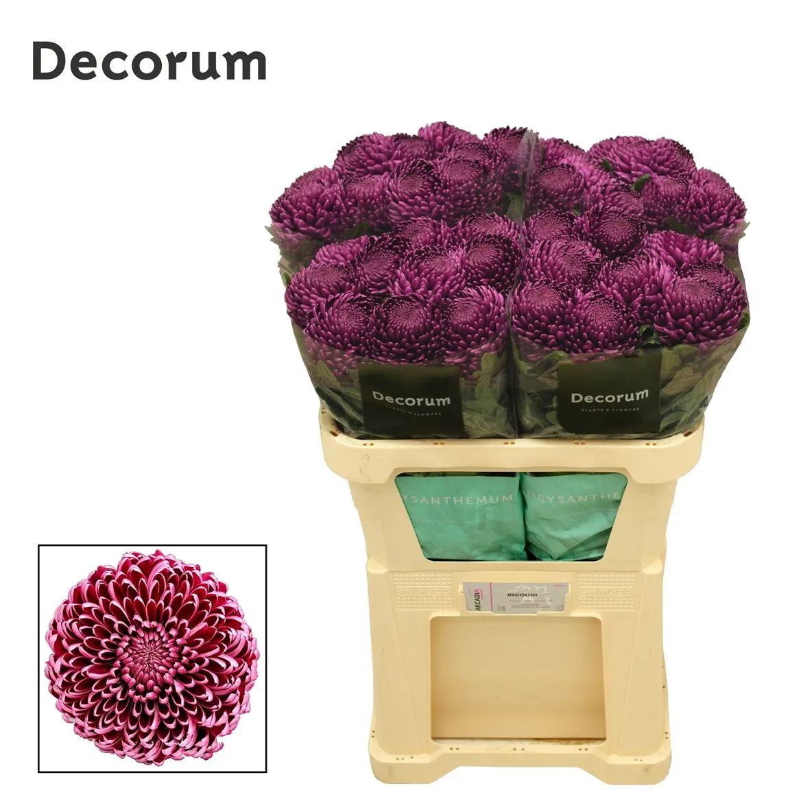 Chryzantéma veľkokvetá Bigoudi Purple • 75 cm