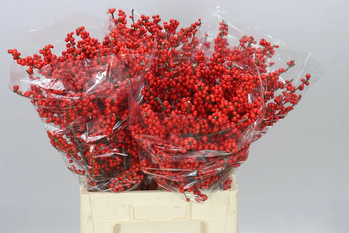 Ilex • 70 cm