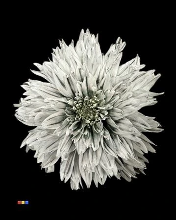 Chryzantéma veľkokvetá Undercover Grey • 70 cm