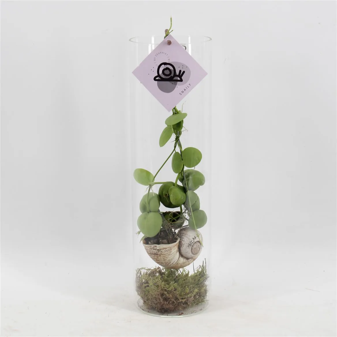 Snaily - Dischidia • črepník 11 cm