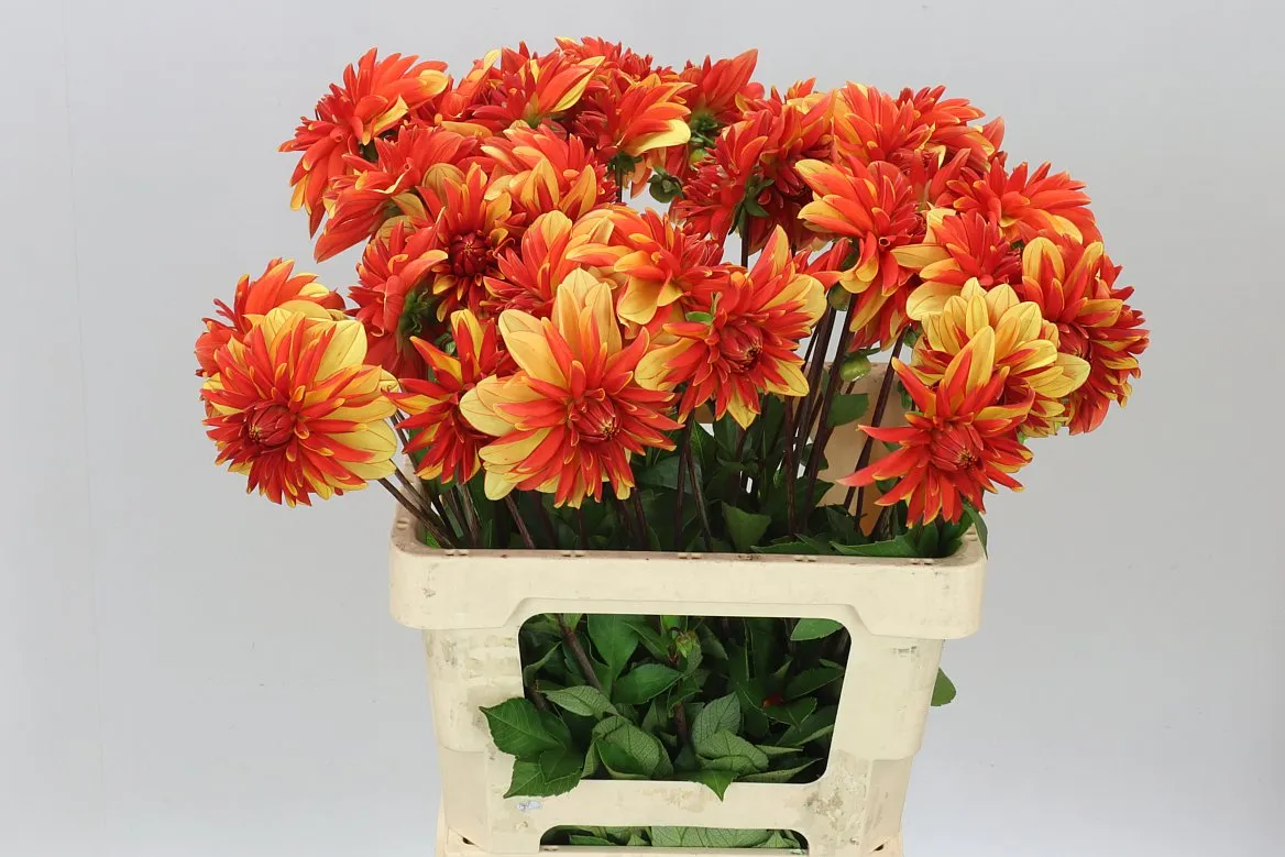 Dahlia Japlou • 60 cm