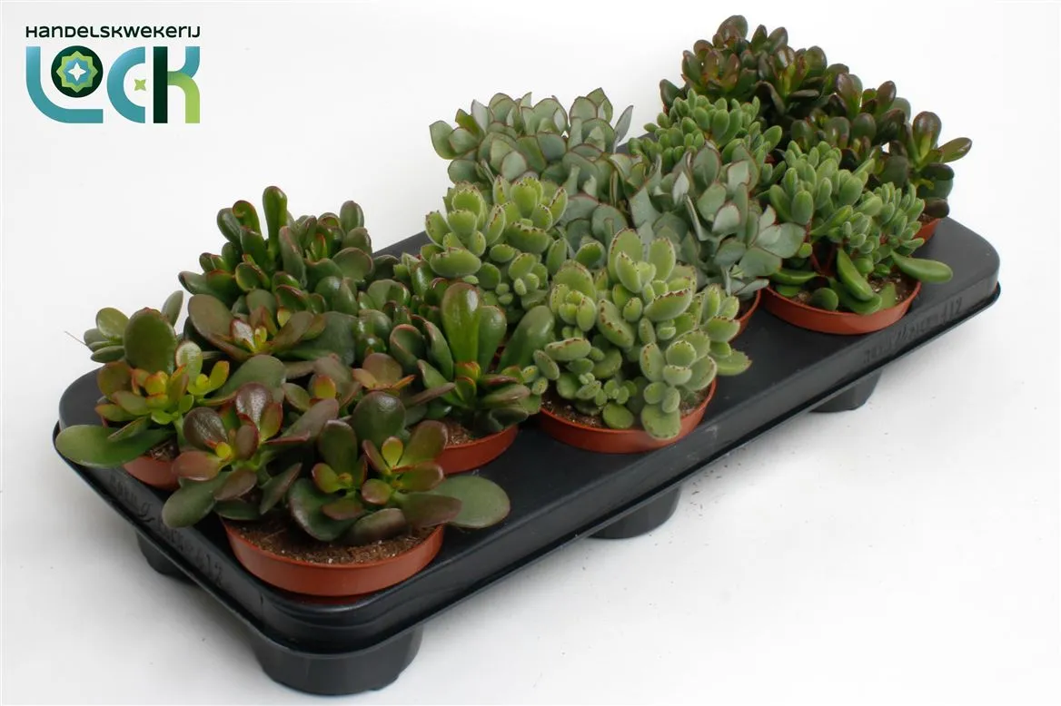 Crassula Mix • črepník 10,5 cm