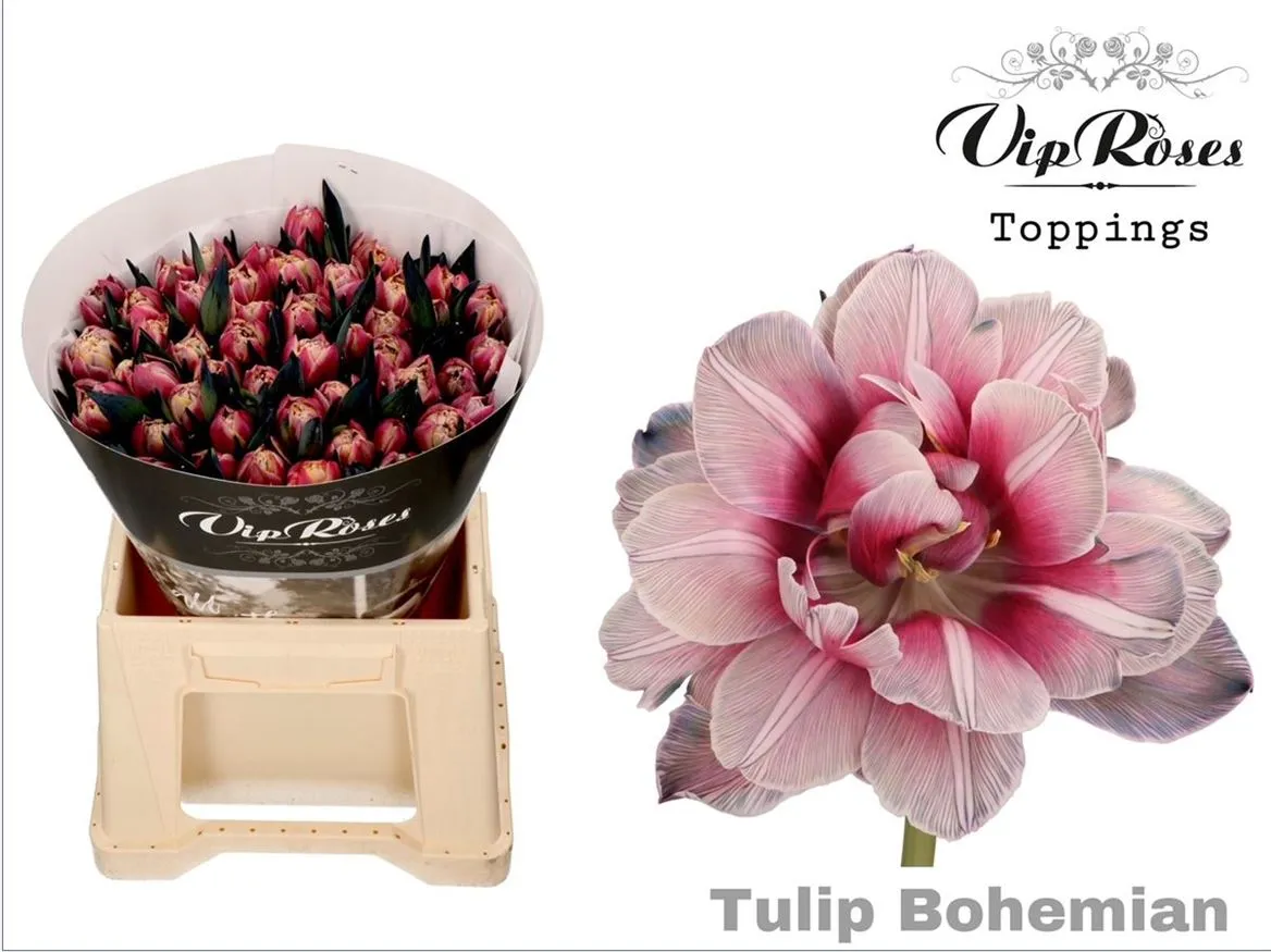Tulipán plnokvetý VIP Double Bohemian