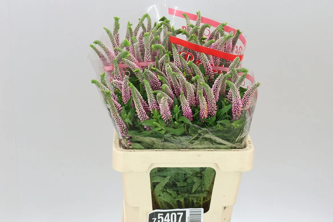 Veronica Skyler Pink • 55 cm