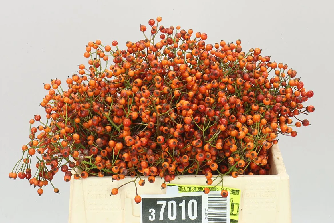 Rozenbottel Prinsberry Orange • 40 cm