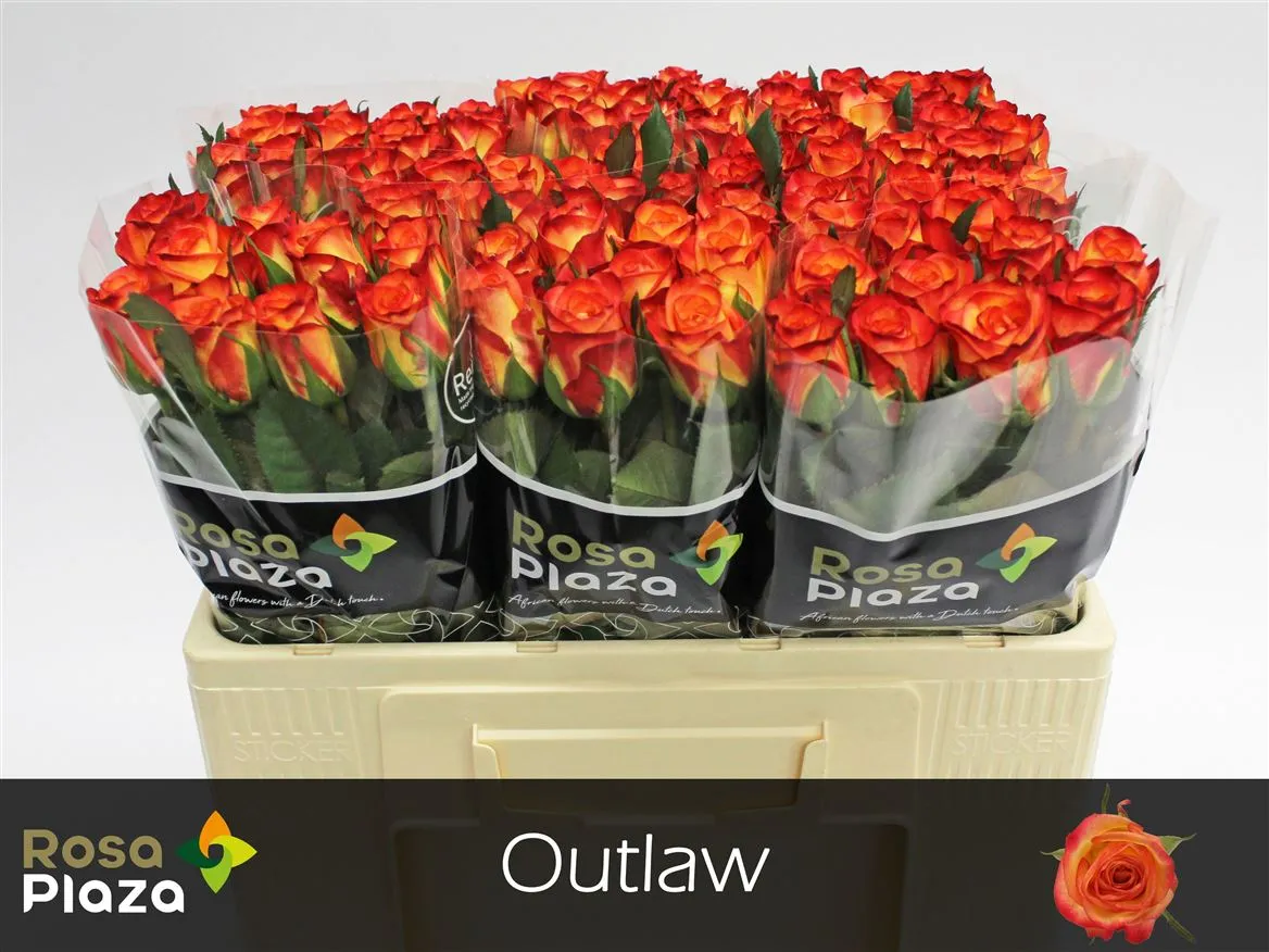 Ruža Outlaw • 50 cm