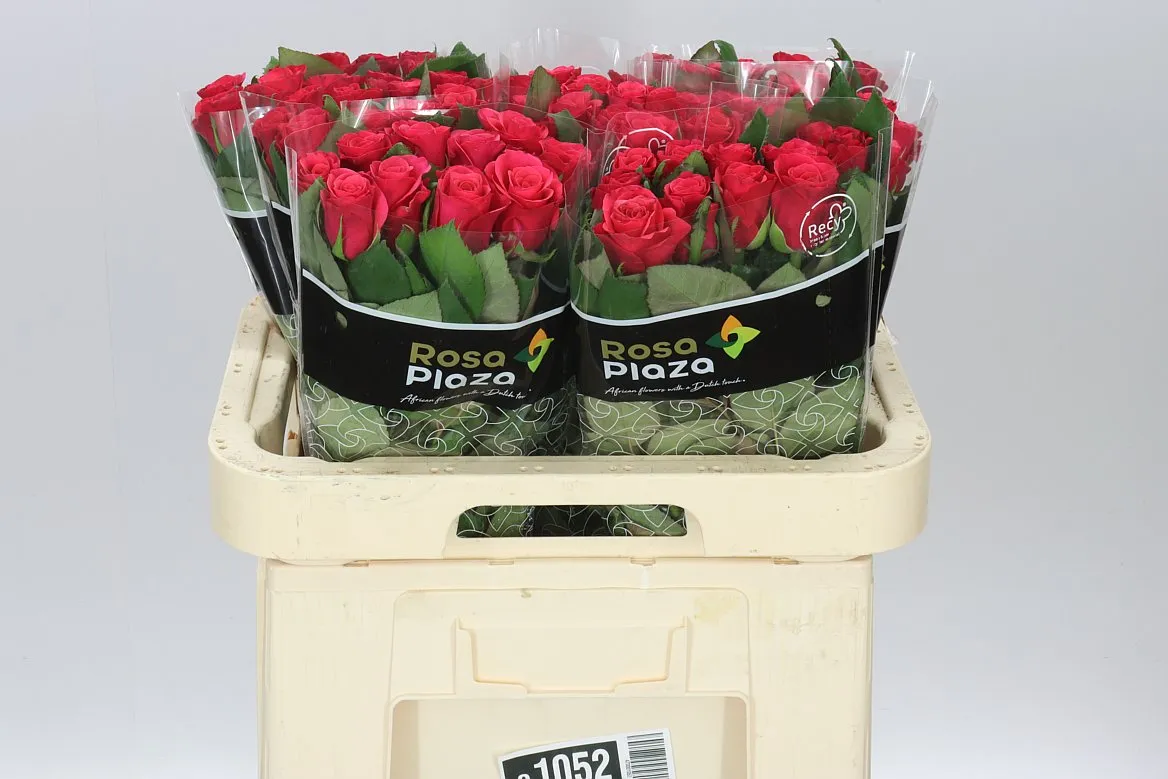 Rosa Gr Tacazzi • 60 cm